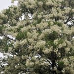 サンゴ樹の花が満開！蝶や虫たちが吸蜜に大忙し！！