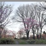 アオゲラ、コゲラ、モズを桜が丘の記念樹の林に観る。—11.5.3—