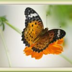 花壇の蝶2種—ツマグロヒョウモン、ヒメアカタテハ—11.9.17—