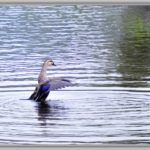 池と川の野鳥達のいる風景—11.10.24—