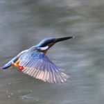 カワセミCommon Kingfisher再び—12.2.10—