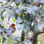 コマドリJapanese Robin (Erithacus akahige）—12.4.18—
