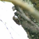 キバシリ（Eurasian Treecreeper)を高野山で初撮影！—12.4.25—