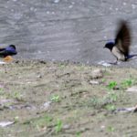 ツバメ-燕-Barn Swallowの巣作りのための泥集め　　—12.6.5—