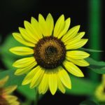 ヒマワリSunflower 色々　　—12.7.20—