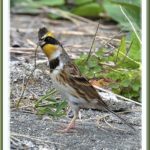 秋の舳倉島で逢った野鳥たち -A.ミヤマホウジロ（Yellow-throated Bunitng）–2012.10.10～12—