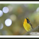 キビタキ心象風景（Narcissus flycatcher imagined scenery）　　—13.5.8—