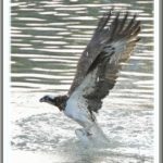 舳倉島への出港地—ミサゴ（osprey)の狩り・・輪島川の夕刻　—13.5.13—