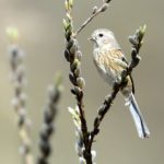 今日の北本自然観察公園の小鳥達　　　　　　—24.3.23—　　　　　　