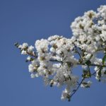 サルスベリの花　　　　—’14.8.25—