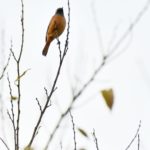 ジョウビタキ(Daurian Redstart ) ♂         —’14.11.17—
