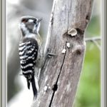 コゲラ(Japanese Pygmy Woodpecker)     —15.1.29—