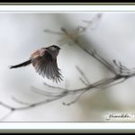 エナガ(Long-tailed Tit)      —15.1.25—