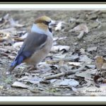 シメ（Hawfinch)        — ’15.1.26—