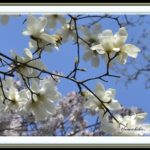 コブシそして桜開花　（cherry blossoms)　　　—15.3.30—