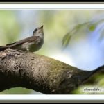 コサメビタキ(Asian Brown Flycatcher)        —15.4.26—