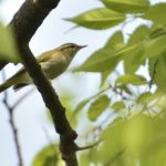 センダイムシクイ(Eastan Crowned Warbler)　　　　　　　—15.4.25—