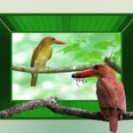 ☆アカショウビン（Ruddy kingfisher）-夢の再現　—’15.8.14—