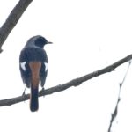 ジョウビタキ（Daurian Redstart)        —15.10.28—