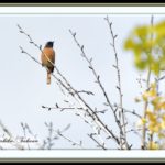 ジョウビタキ（Daurian Redstart) ♂       —15.10.29—