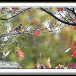 ジョウビタキ♀（Daurian Redstart)  他      —15.10.29—