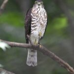 ツミ（Japanese　Sparrowhawk) と小鳥たち     —2016.9.6—