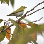 珍鳥モリムシクイ（Wood Warbler　P. sibilatrix)          — 2016.10.30—