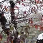 54年ぶりの降雪　　　　　　　—2016.11.24—