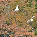 上野の不忍池の秋　—2016.11.14—