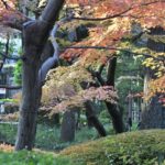 今秋の太田黒公園　　　　　　—2016.12.2—