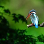 カワセミ（Common  Kingfisher)他　　—2017.4.19—