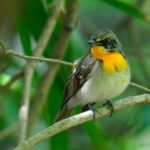 珍鳥？ではなくキビタキ（Narcissus  Flycatcher)の雄若　—2017.4.20—