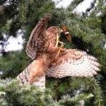 オオタカ（Northern  Goshawk)幼鳥のセミ取り — 2017.8.5—