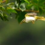 センダイムシクイ『eastern crowned warbler (Phylloscopus coronets)』—2017.8.27—
