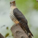 ツツドリ（Oriental Cuckoo)             — 2017.10.2—