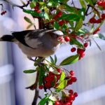 珍鳥カラムクドリ(white-sholdered Starling)　　—2017.12.27–