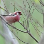 ベニマシコ(Long-tailed  Rosefinch)   —2018.3.29—-