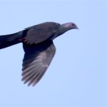珍鳥カラスバト(Japanese Wood Pigeon)ー舳倉島特集④ —2018.5.14—