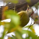 アオゲラ（Japanese  Green  Woodpecker)            —2018.10.3—