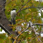 オナガ(Azure-Winged Magpie)　　　　　—2018.10.17—
