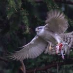 キクイタダキが大カマキリに襲われる 高野山彦