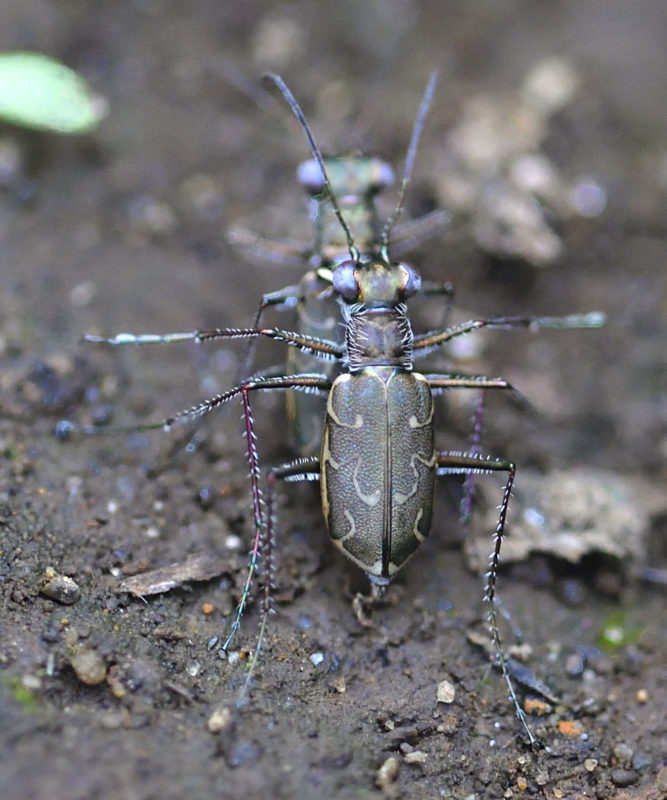 エリザハンミョウ 高野山彦