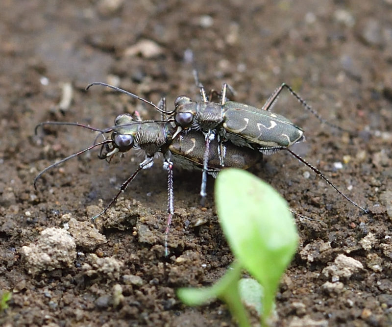 エリザハンミョウ 高野山彦