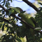ワカケホンセイインコ(Rose- ringed Parakeet)