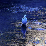 コサギ(Little Egret)  in 寒風