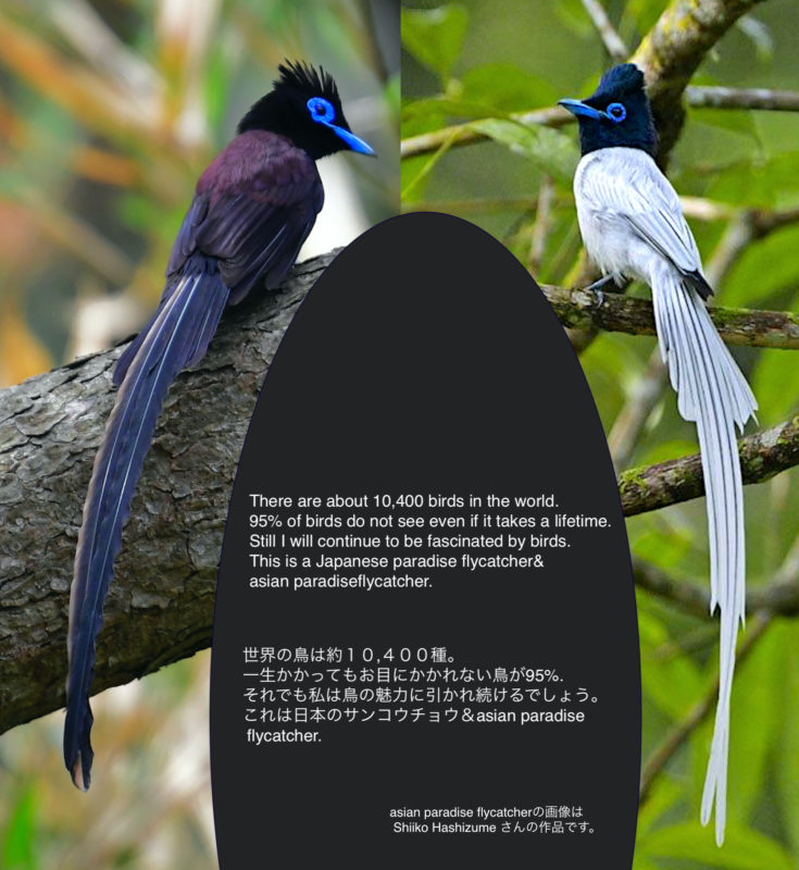 サンコウチョウの比較 高野山彦