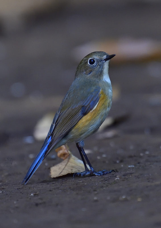 ルリビタキの 若鳥 高野山彦