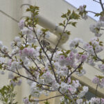 鬱金＆御衣黄＆スズメpairが八重桜に