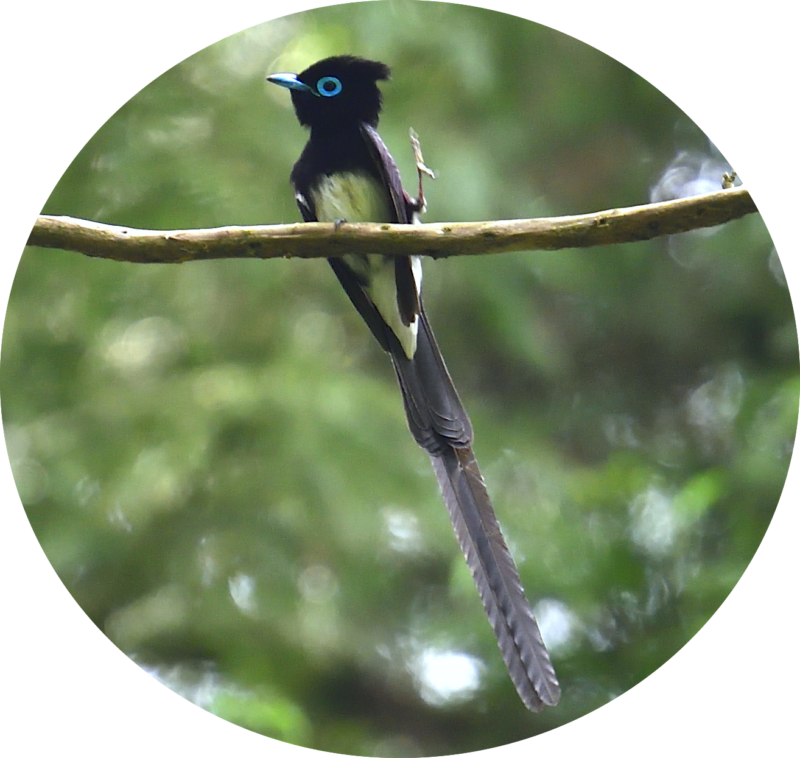サンコウチョウ Japanese Paradise Flycatcher 高野山彦