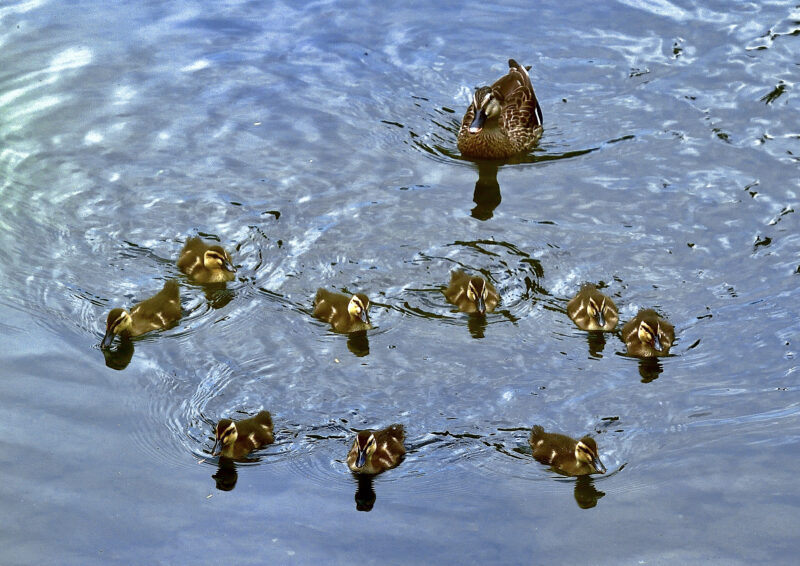 カルガモ Eastern Spot Billed Duck 高野山彦